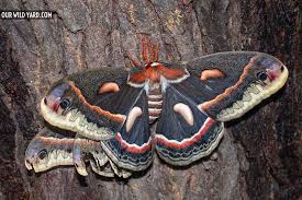 Image result for Cecropia