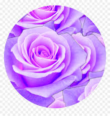 Sounds perfect wahhhh, i don't wanna. Purple Rose Circle Aesthetic Aesthetic Purple Png Transparent Png Vhv