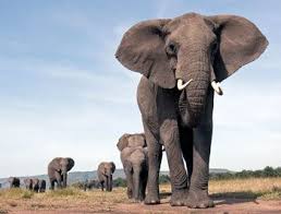 55 Elephants Get Killed By Poachers Every Single Day For Their Ivory That S 20 000 Elephants A Year And W Endangered Elephants Save The Elephants Elephant Day