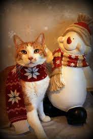 Christmas Card Set Of Six Catchristmascard Catholidaycards Catnotecards Handmadechristmas Cutepetcards Christma Crazy Cats Pet Sympathy Christmas Cats