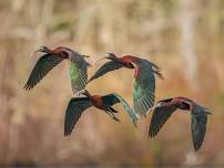 Birding by Van