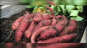 If you want to grow edible tubers, it will take roughly 100 to sweet potatoes are widely available for sale as small container plants in the spring. You Can Grow It Sweet Potatoes Are A Delicious Addition To Your Garden Ktvb Com