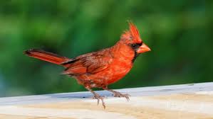 The Red Cardinal Bird Holds Special Spiritual Meaning For Christians As They Symbolize Everlasting Vitality Cardinal Birds Cardinal Birds Meaning Red Cardinal