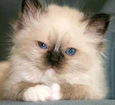 Seal Point Birman Kittens For Sale Beautiful Funny Cute And Unusual Pictures Birman Kittens Kittens Cute Seals