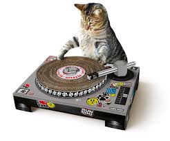 Image result for Music cats