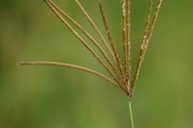 Image result for Chloris mossambicensis