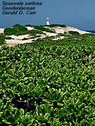 Image result for Sericanthe suffruticosa