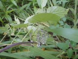 Image result for Ceropegia burchelliana