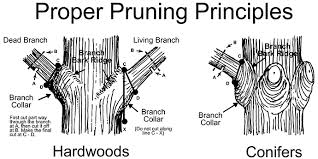 Therefore, having knowledge of what you need to know will help get the job done right. Tree Pruning Brisbane 0414 815 688 Specialist Tree Arborist
