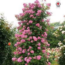 This colorful perennial produces cool sky blue flower spikes atop the neatly mounded, aromatic foliage. Rose Perennial Blue Online Kaufen Rosen Tantau