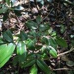 Image result for Cnestis polyphylla