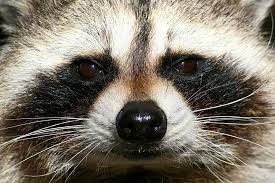 Ashikaga, tochigi.jpg 768 × 847; Japanese Raccoon Dog Tanuki Japan Wildlife Kyuhoshi