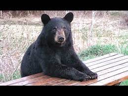 Reproducing dogs mating 2013 animals having sex horse organism classification taio cruz musical artist mating. Best Of Funny Animals Acting Like Humans Compilation New Hd Youtube