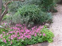 Image result for Chlorophytum macrorrhizum