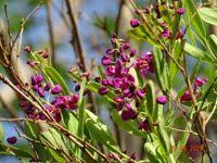 Image result for Securidaca longepedunculata