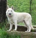 White Shepherd Puppies for Sale from Reputable Dog Breeders