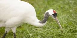 Red-crowned crane | Smithsonian's National Zoo and Conservation ...