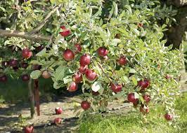 Check spelling or type a new query. Jonamac Apple Orchard Kids In Chicago