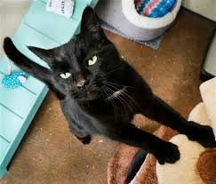 Somerset west offered by:shelter date of birth: 16 Stunning Black Cats Who Are Looking For Their Forever Homes Metro News