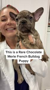 Merle French Bulldog Mix with Brown Color Frenchie