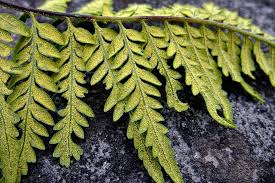 Image result for Pityrogramma argentea