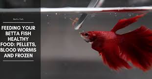 Pin On Fishkeeping Aquarium Planted Tank And Fish