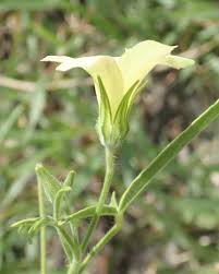 Image result for Hibiscus sidiformis