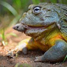 19 Mil Me Gusta 188 Comentarios Nat Geo Wild Natgeowild En Instagram Photo By Russ Wildlife A Frog Eat Mouse Wor African Bullfrog Frog Animal Lover