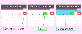 Timed intercourse: what it is, how it works and its results