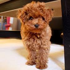 Florida maltipoos, malshi and shipoos. Teacup Toy Maltipoo Puppies Teacup Full Grown Maltipoo Novocom Top