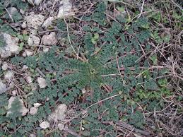 Image result for Sericorema remotiflora