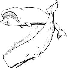 6 free spanish worksheets for beginners. Blue Whale And Sperm Whale Coloring Page Netart