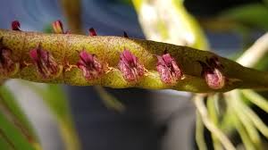 Image result for Bulbophyllum scaberulum