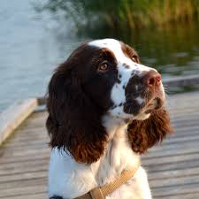 Black And White Short Hair English Springer Spaniel 13 Weken Springer Spaniel Spaniel Springer Spaniel Puppies