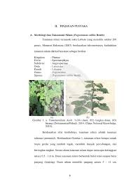 Jumlah daun nilam umur 5 bulan setelah tanam (bst). 2bl01211 Pdf