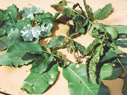 Image result for antraknóza ořešáku