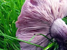 Wood Blewit Mushroom Fungi Stuffed Mushrooms Forest Garden
