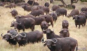 جاموس بري ينتقم لصديقة ويقتل صياد ا في جنوب أفريقيا Animals Animal Groups African Buffalo