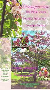 Image result for Cassia agnes