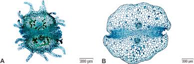 Image result for Tarenna leonardii