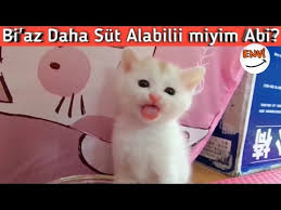 29 Tane Birbirinden Tatli Yavru Kediler Komik Kediler Komik Videolar Haberler Com Genel