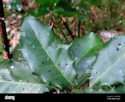 Image result for Elaeodendron croceum
