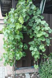 Weintraube Hasselt La Petit Ardennaise Weintrauben Pflanzen Pflanzen Kletterpflanzen