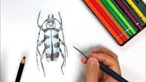 I'm not sure how to draw a pen and colored pencil picture. - YouTube