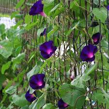 Image result for Ipomoea barteri