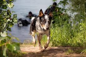 There are 5 females and 2 males. Is The Australian Shepherd Blue Heeler Mix Right For You K9 Web