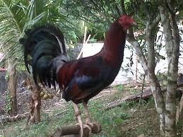 Membuat ayam pisau berani maju tempur trus tanpa. Ayam Ninja Home Facebook