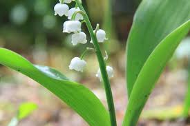 Pays De Ploermel La Vente De Muguet Est Autorisee Mais Encadree Le Ploermelais