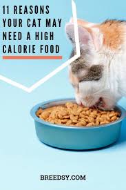 — enter your full delivery address (including a zip code and an apartment number), personal details, phone number, and an email address.check the details. Carlotta Takes A Look At 11 Reasons Why Your Cat May Need A High Calorie Cat Food Cats Catfood High Calorie Meals Cat Nutrition Diy Cat Food