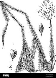 Image result for Panicum hymeniochilum